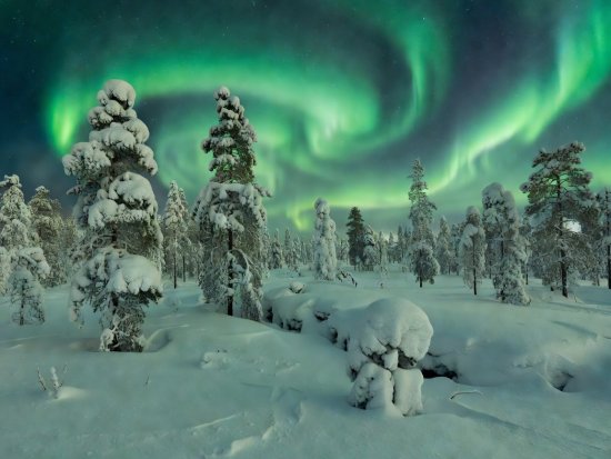 Snowbound pine trees under the green glow of northern lights in Finnish Lapland